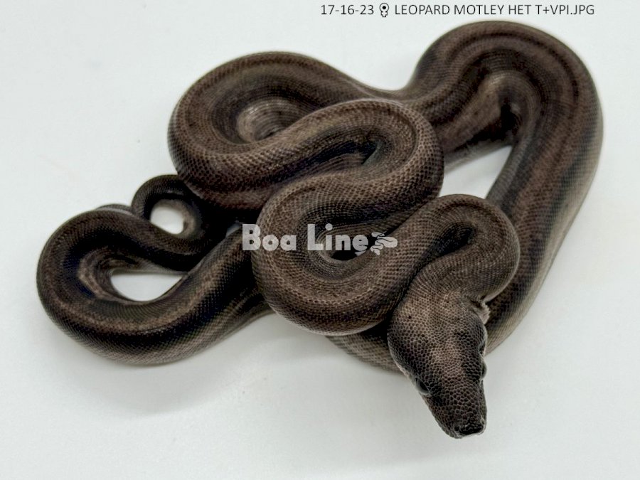LEOPARD MOTLEY HET T+VPI